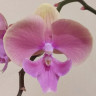 Орхидея Phalaenopsis Big Lip (отцвел)     