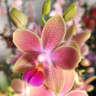Орхидея Phal. Morning Breeze, multiflora (отцвел, РЕАНИМАШКА) 