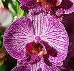 Орхидея Phalaenopsis Pink BalanZ (отцвел)