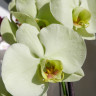 Орхидея Phal. Star Green Beauty (отцвел, РЕАНИМАШКА)