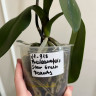 Орхидея Phal. Star Green Beauty (отцвел, РЕАНИМАШКА)