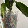 Орхидея Phal. Star Green Beauty (отцвел, РЕАНИМАШКА)