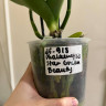 Орхидея Phal. Star Green Beauty (отцвёл, УЦЕНКА*)