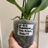 Орхидея Phal. Star Green Beauty (отцвёл, УЦЕНКА*)