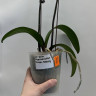 Орхидея Phal. Star Green Beauty (отцвёл, РЕАНИМАШКА)