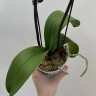 Орхидея Phal. Star Green Beauty (отцвёл, РЕАНИМАШКА)