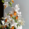 Орхидея Phalaenopsis Mini Mark 