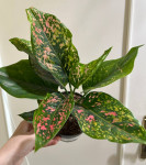 Аглаонема Pink Leopard