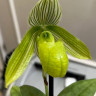 Орхидея Paphiopedilum Mottled Leaf Albino Type (отцвел)
