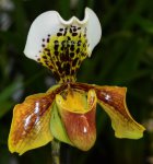 Орхидея Paphiopedilum hybrid (гибрид) (отцвел)