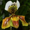 Орхидея Paphiopedilum hybrid (гибрид) (отцвел)