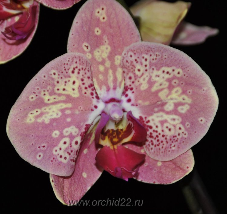 Орхидея Phalaenopsis Wild Peach (отцвел)