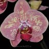 Орхидея Phalaenopsis Wild Peach (отцвел)