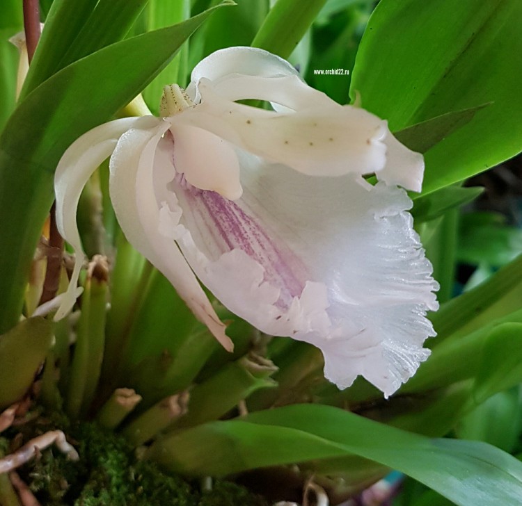 Орхидея Cochleanthes hybrid (отцвел)