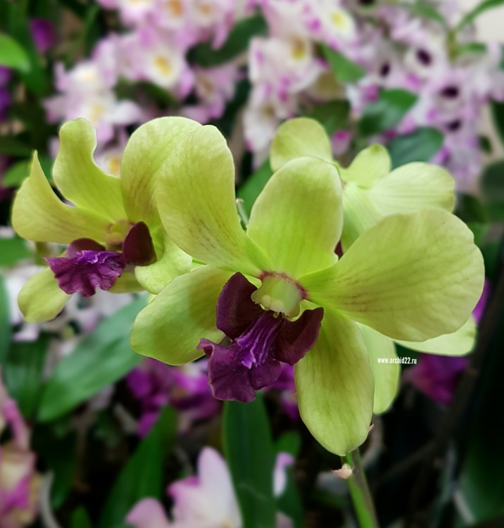 Орхидея Dendrobium  Anna Green (отцвел, деленка)