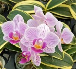 Орхидея Phal. Sogo Vivien SOGO F858 variegata (еще не цвёл)