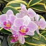 Орхидея Phal. Sogo Vivien SOGO F858 variegata (еще не цвёл)