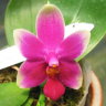 Орхидея Phalaenopsis (P.violacea x Be Tris) x violacea  (отцвёл)   