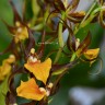 Орхидея Cambria Summit Frenchtown (отцвела)