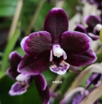 Орхидея Phalaenopsis Nightfall, multiflora  