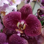 Орхидея Phalaenopsis                    