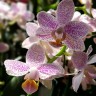 Орхидея Phalaenopsis Zambia, multiflora (отцвела)