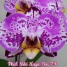 Орхидея Phalaenopsis Miki Magic Box '79' (еще не цвела) 