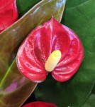 Anthurium red mini (миниатюрный)
