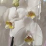 Орхидея Phalaenopsis Nottingham (отцвел)