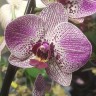 Орхидея Phalaenopsis Sunset Fairy (отцвел)
