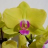 Орхидея Phalaenopsis Sunny Bunny, midi (отцвел)