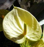 Anthurium Vanilla (отцвел)