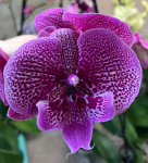 Орхидея Phalaenopsis Big Lip (отцвел)    