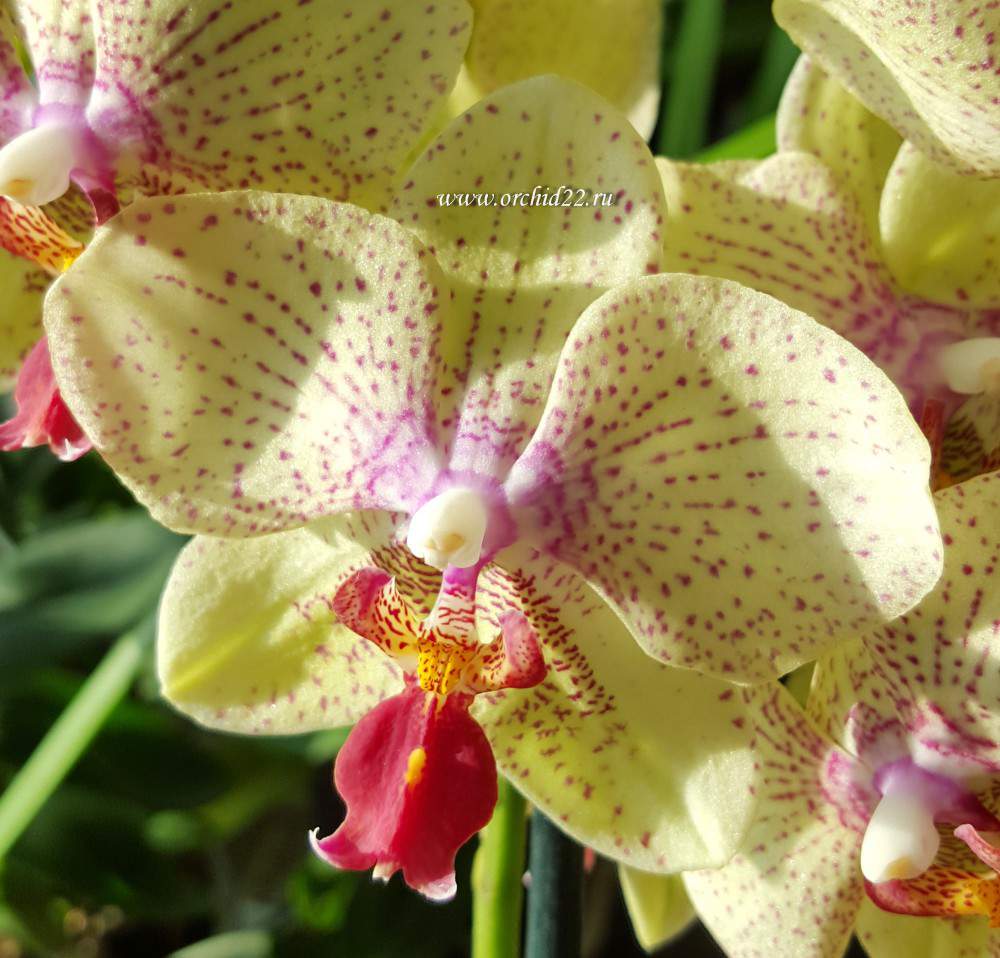 Орхидея Майя: описание сорта, характеристики, посадка, выращивание, отзывы
