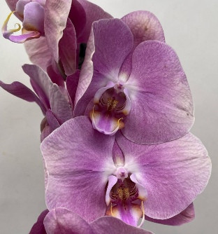 Орхидея Phalaenopsis (отцвёл)