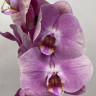 Орхидея Phalaenopsis (отцвёл)