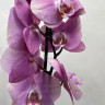 Орхидея Phalaenopsis (отцвёл)
