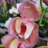 Орхидея Phalaenopsis  Legato