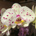 Орхидея Phalaenopsis 