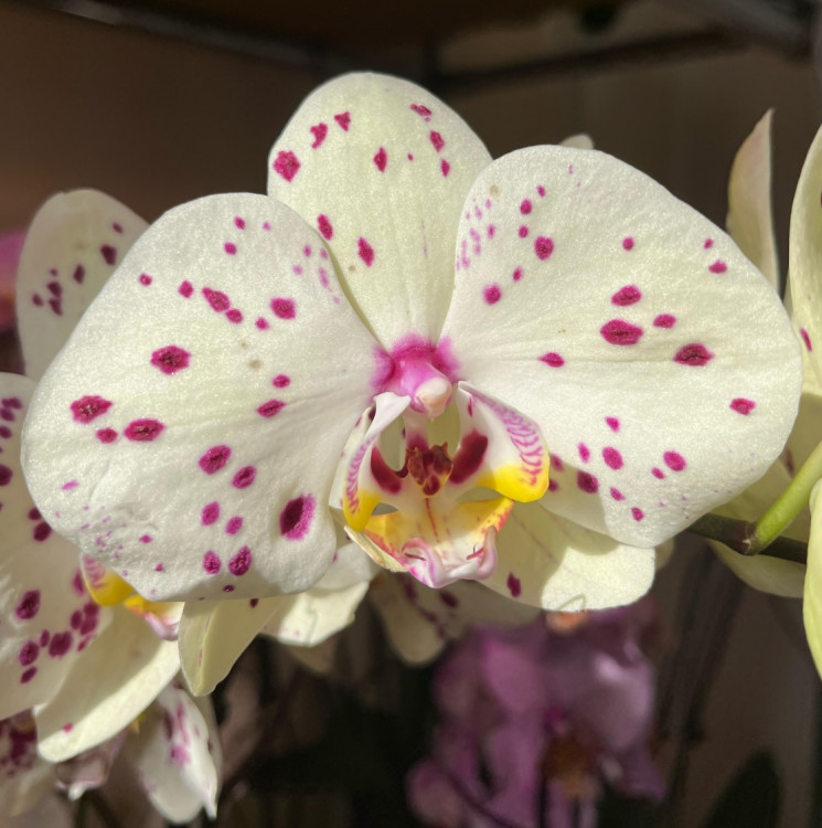 Орхидея Phalaenopsis 