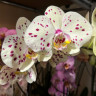 Орхидея Phalaenopsis 