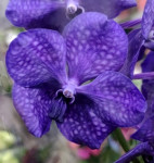 Орхидея Vanda Dark Blue (отцвела)