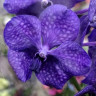 Орхидея Vanda Dark Blue