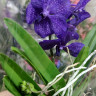 Орхидея Vanda Dark Blue