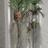Орхидея Vanda Dark Blue (отцвела)