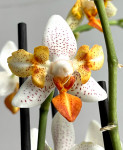 Орхидея Phalaenopsis Mini Mark, peloric