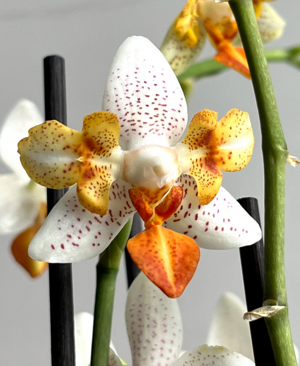 Орхидея Phalaenopsis Mini Mark, peloric