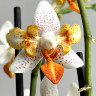 Орхидея Phalaenopsis Mini Mark, peloric