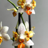 Орхидея Phalaenopsis Mini Mark, peloric