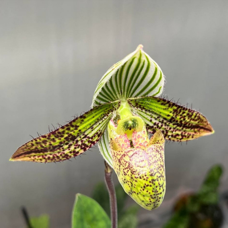 Орхидея Paphiopedilum wardii hybrid